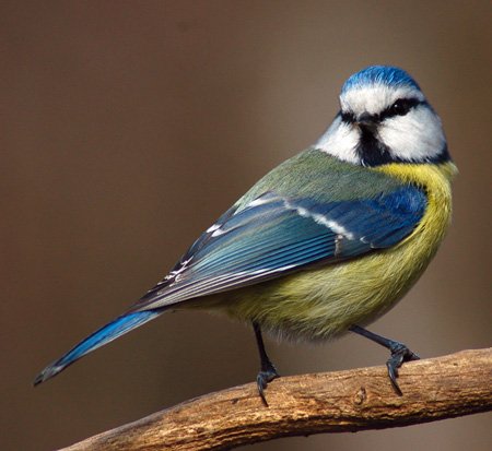 001 A kékcinege színei látványosak