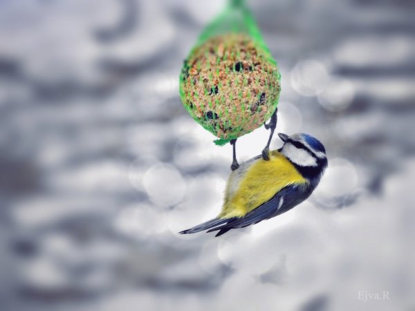 25276786617_eb03b127b1_b