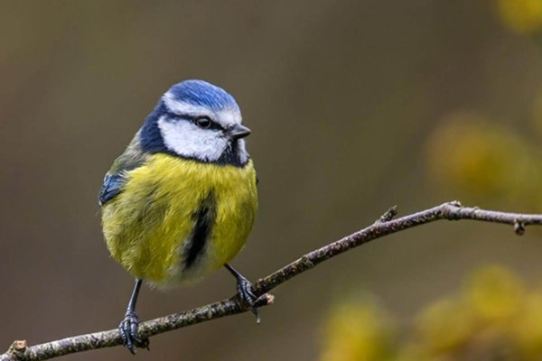 Paruscaeruleus1152508289